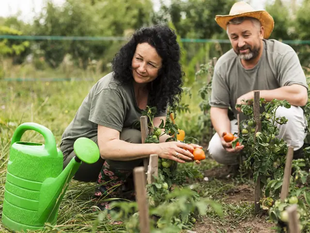 Casal de agricultores colhendo tomates numa horta